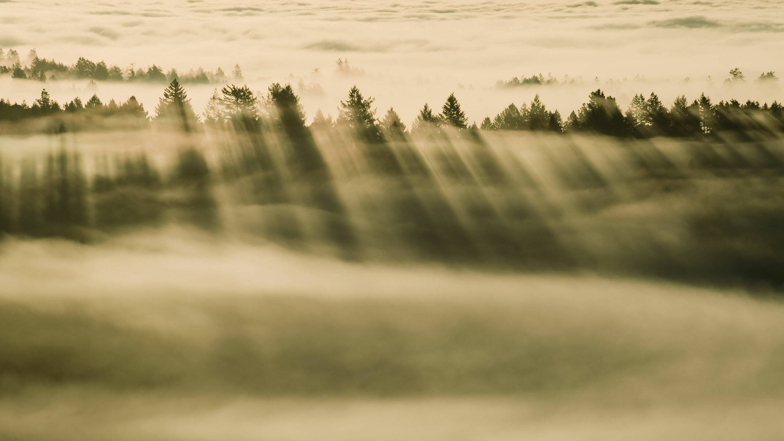 foggy-forest.jpg