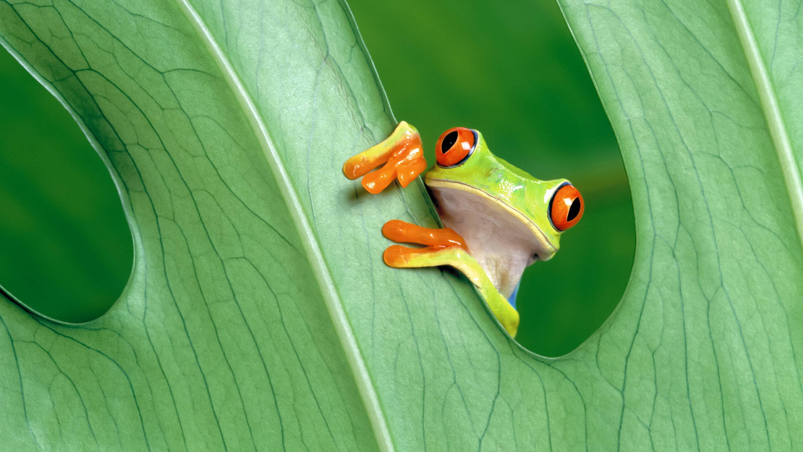 Zoom: frog.jpg