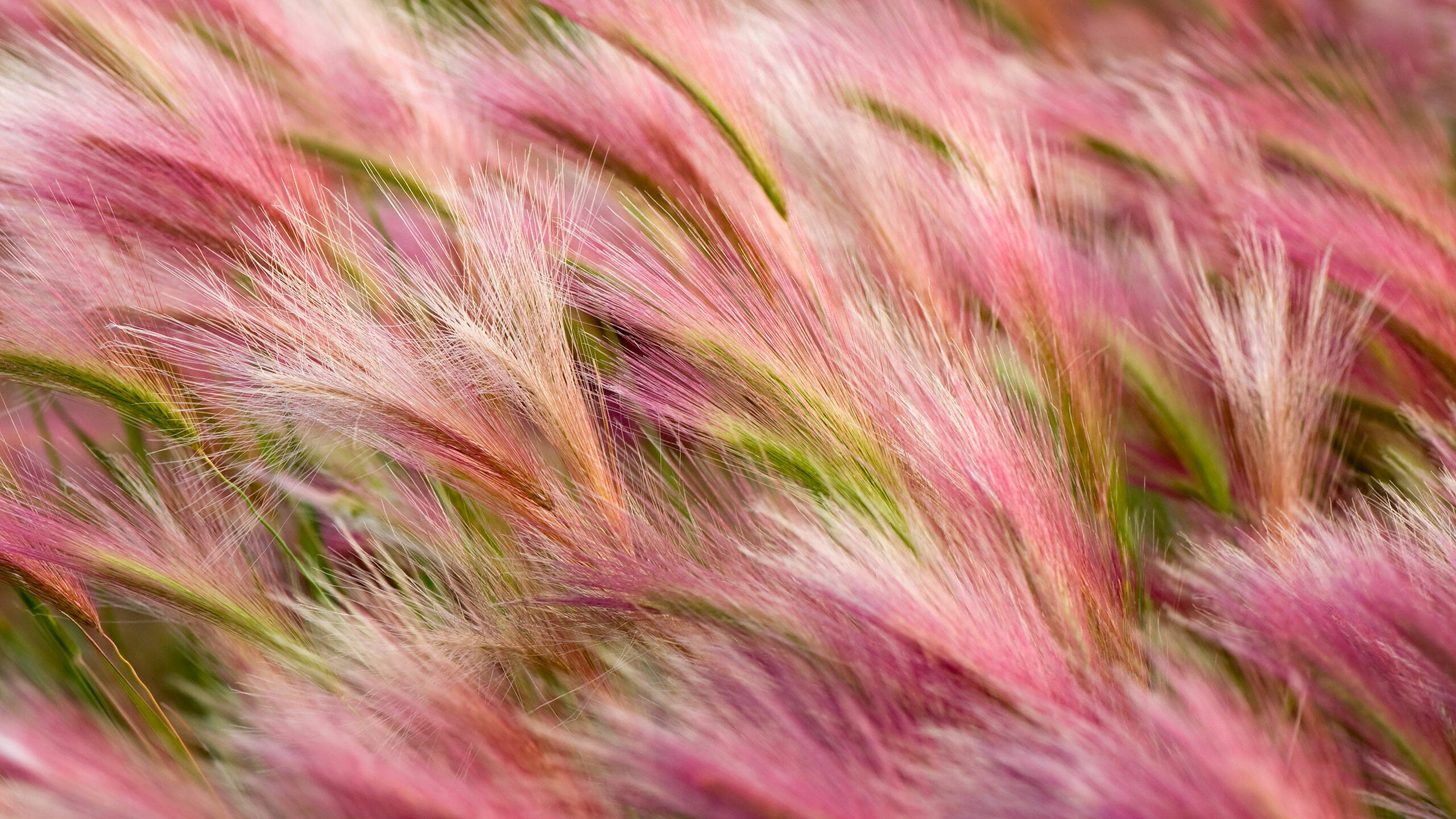 foxtail-barley.jpg