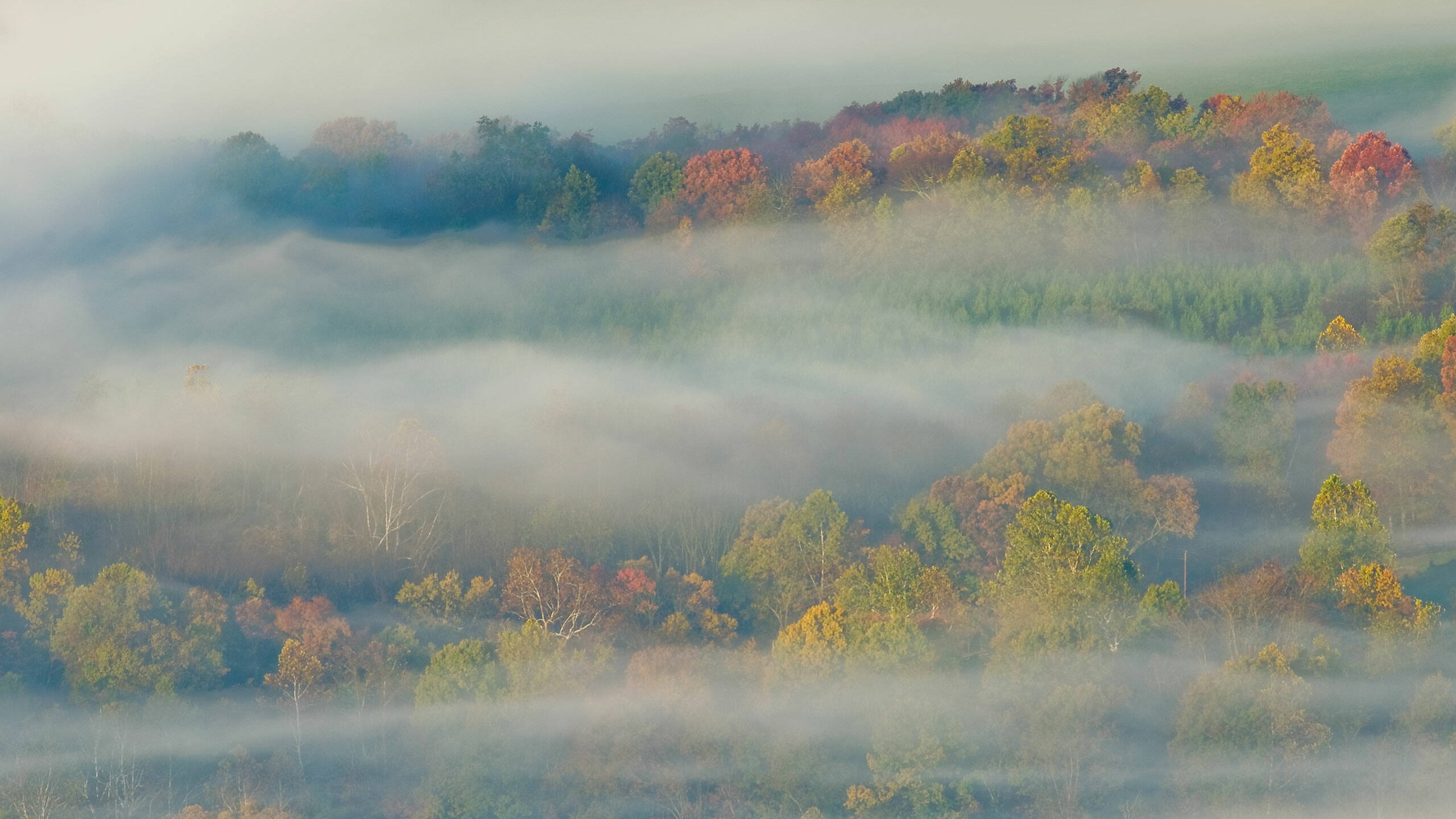 forest-in-mist.jpg